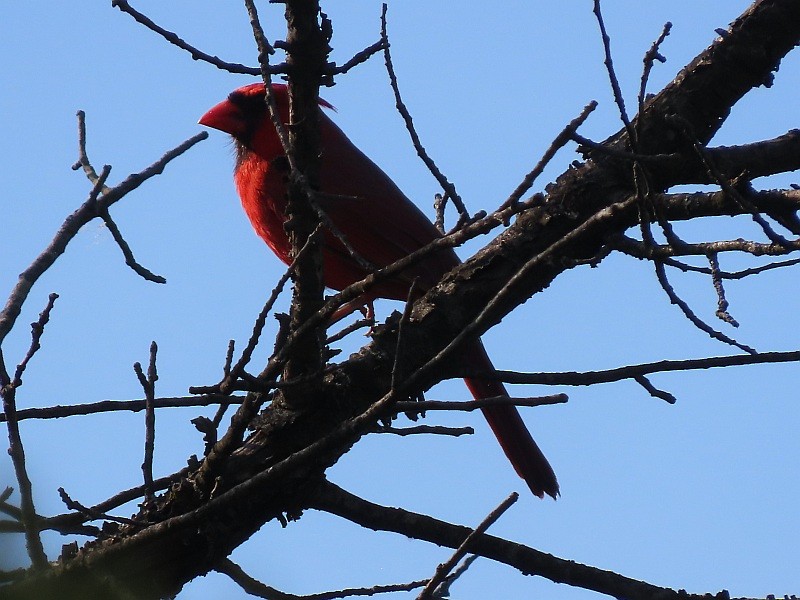 Cardinal rouge - ML620268446