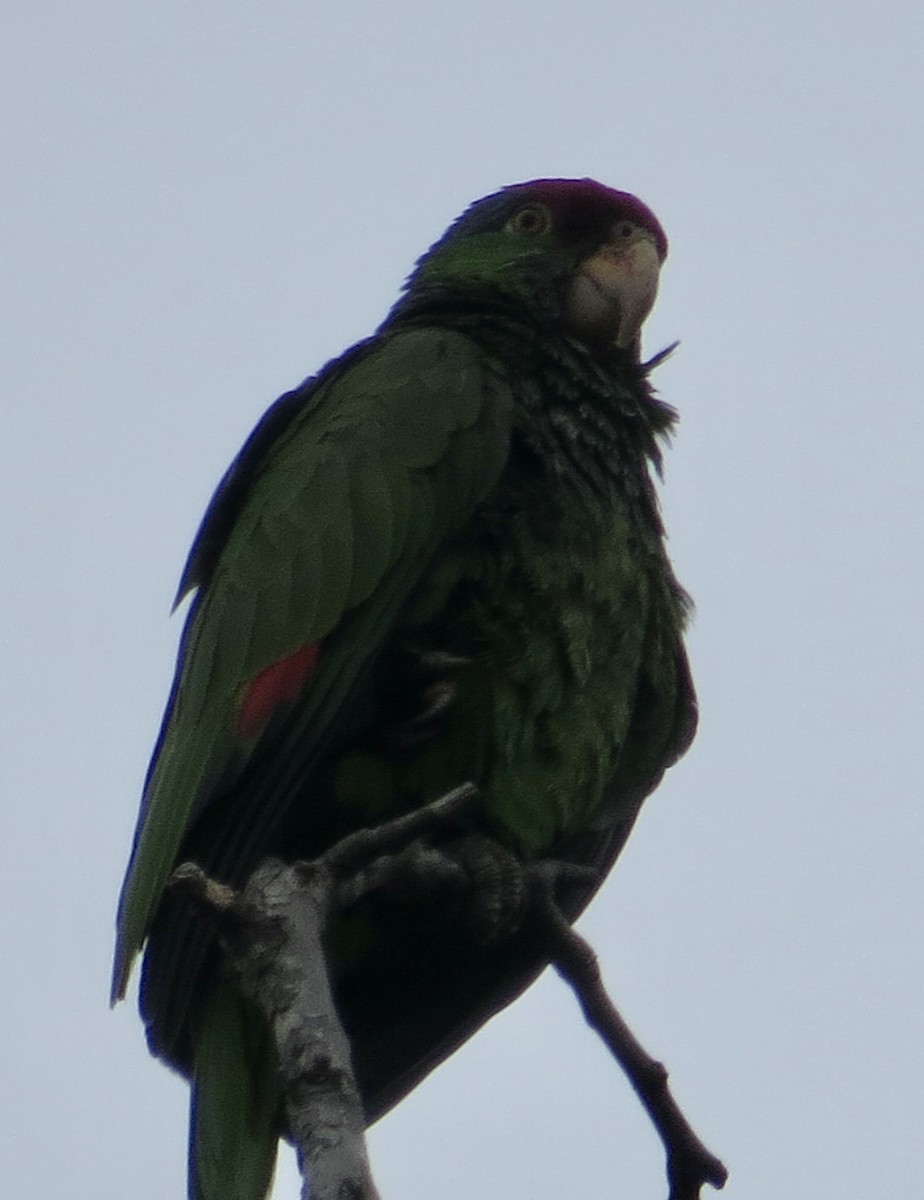 Red-crowned Amazon - ML620268452