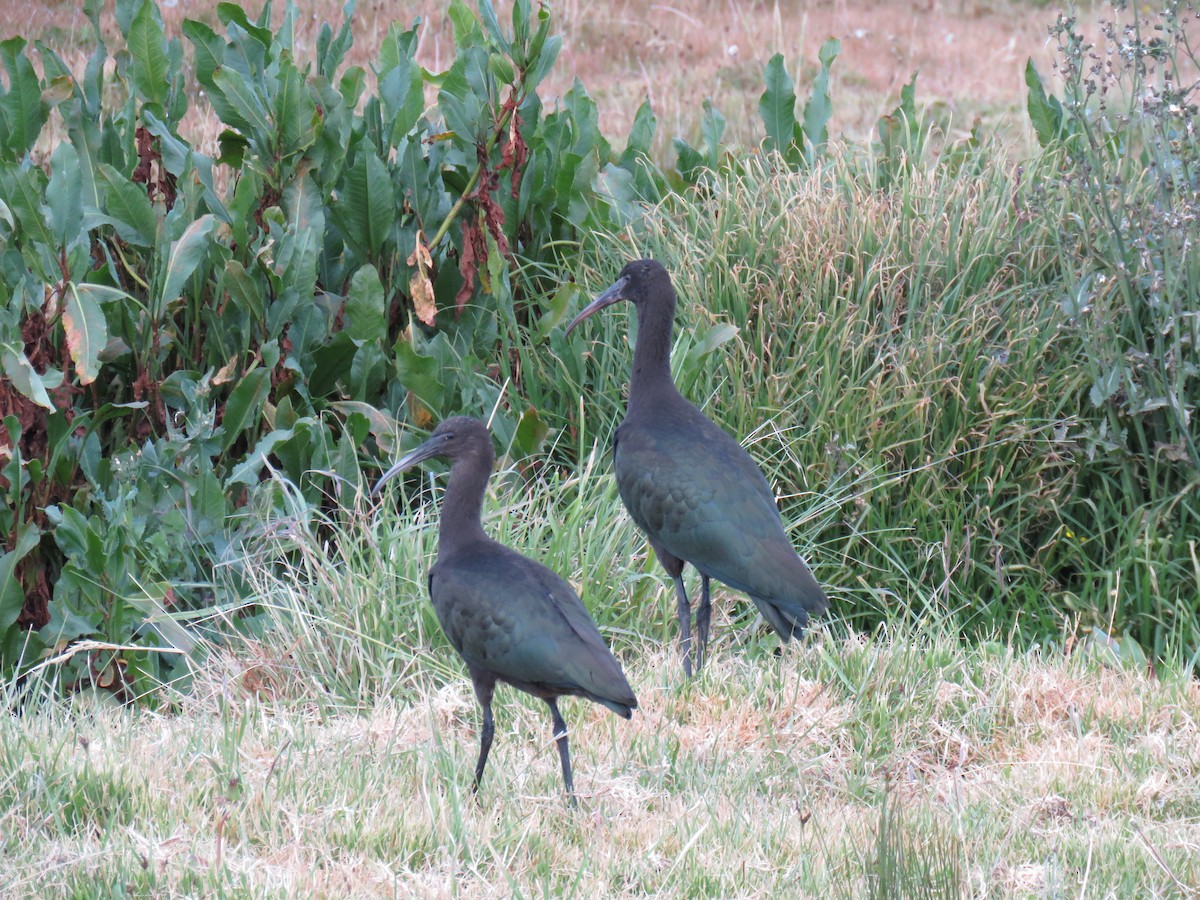 ibis andský - ML620268464