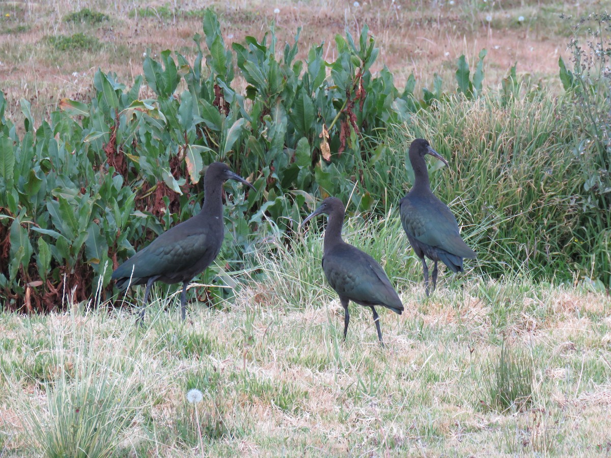 ibis andský - ML620268465