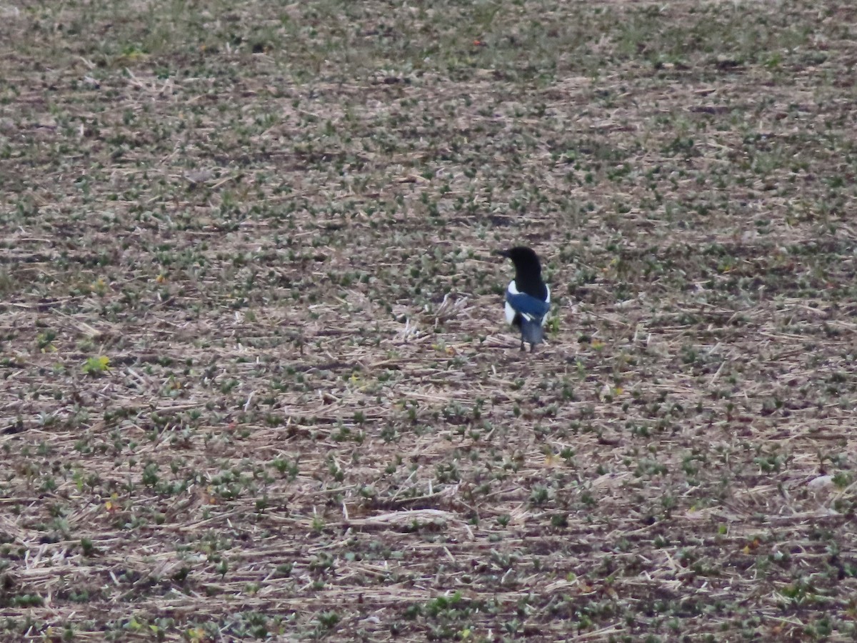 Black-billed Magpie - ML620268468