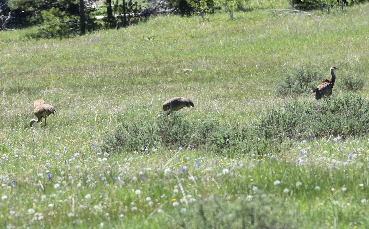 Sandhill Crane - ML620268470