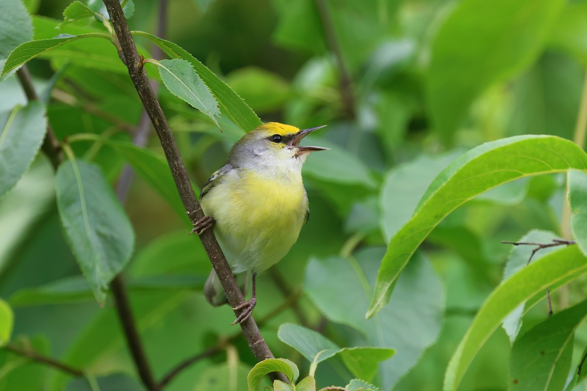 Goldflügel- x Blauflügel-Waldsänger (F1-Hybrid) - ML620268472