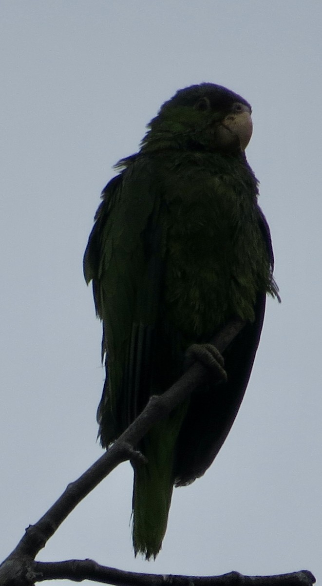 メキシコアカボウシインコ - ML620268473