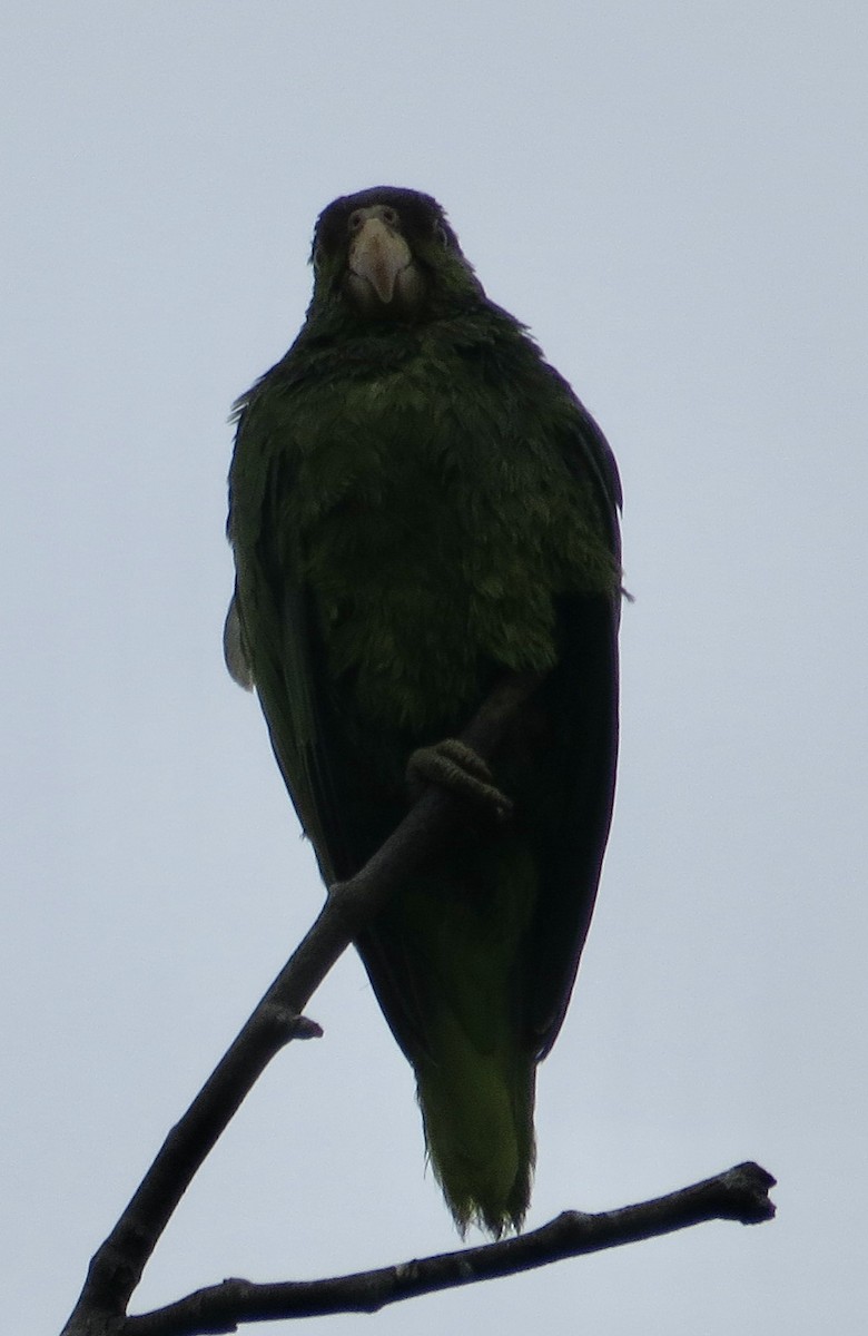 Red-crowned Parrot - ML620268477
