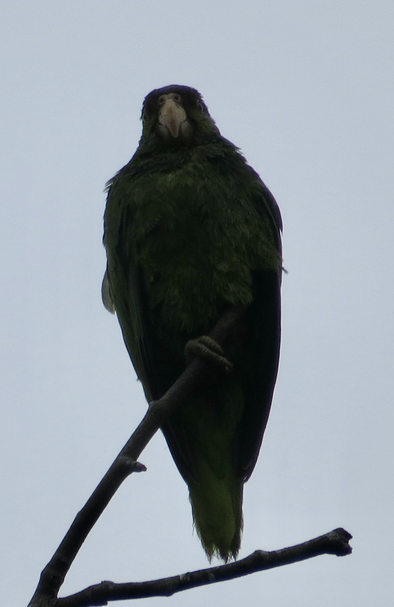 メキシコアカボウシインコ - ML620268477