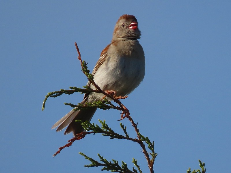 Field Sparrow - ML620268478