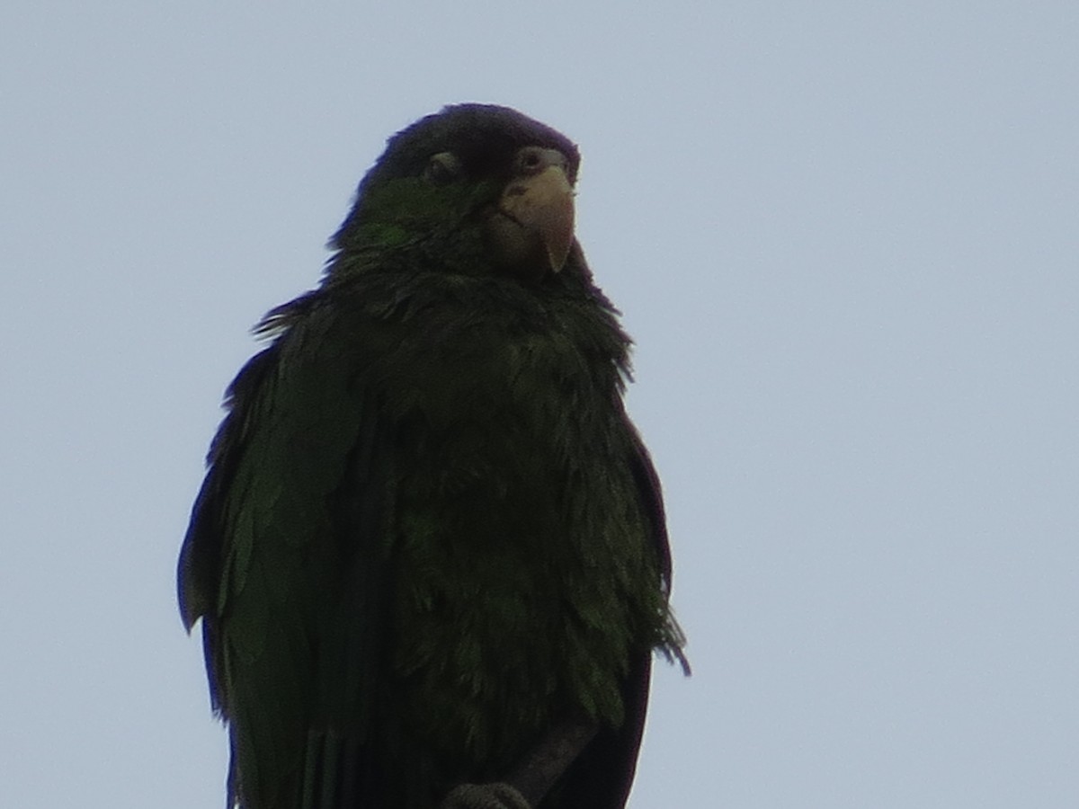 メキシコアカボウシインコ - ML620268482