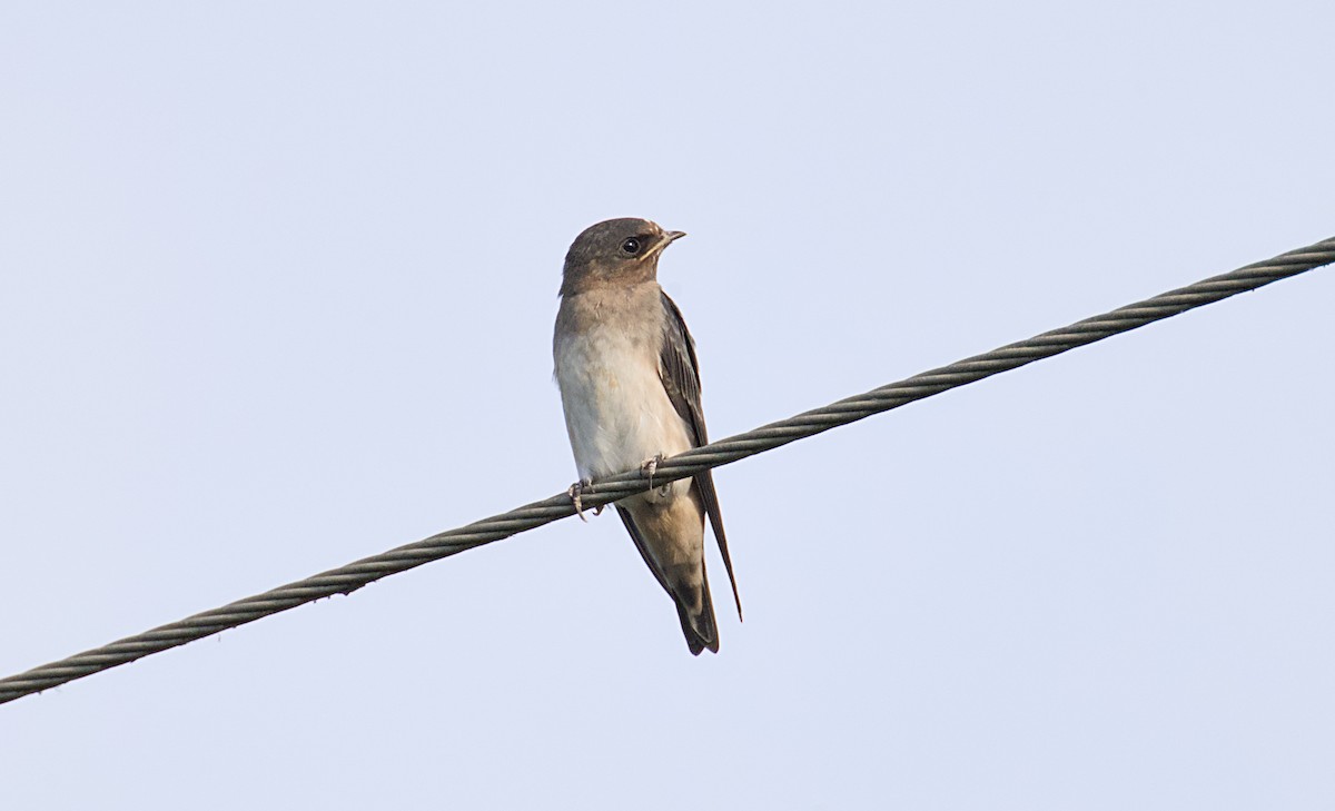 Cliff Swallow - ML620268487