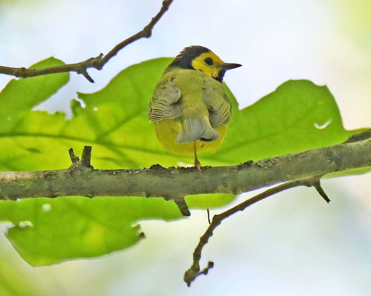 Hooded Warbler - ML620268491