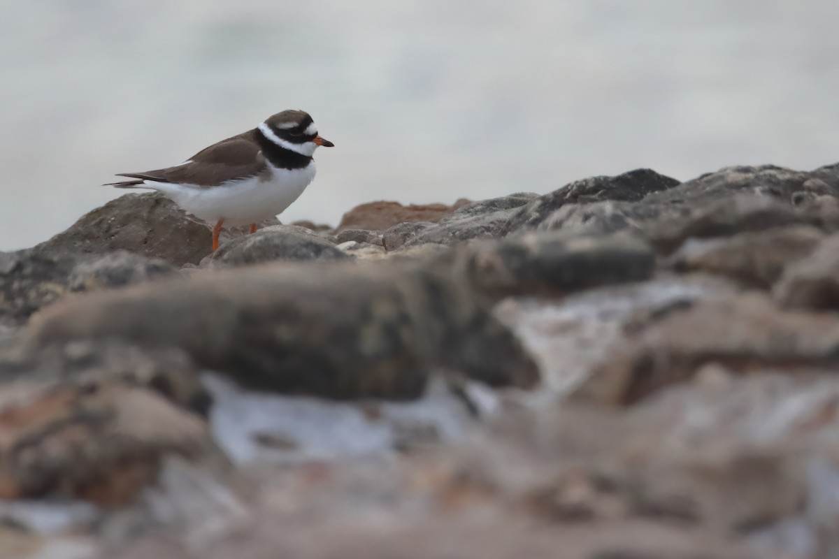 Common Ringed Plover - ML620268497