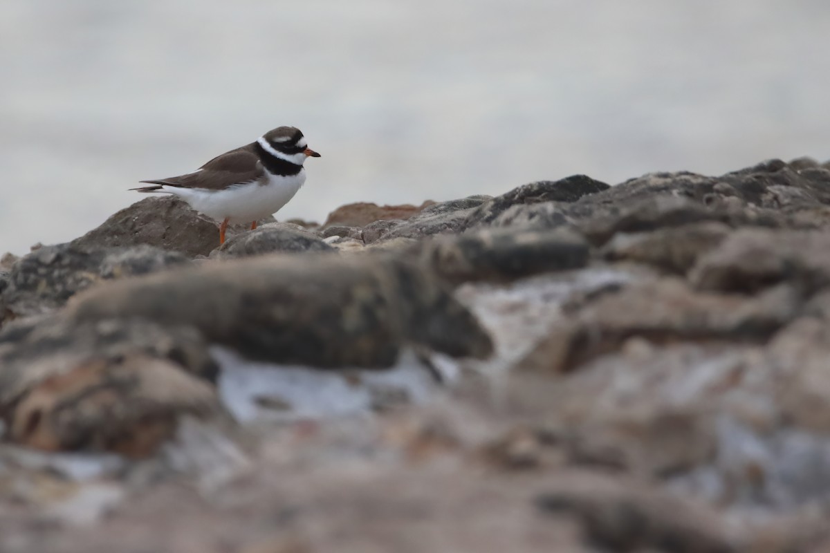 Common Ringed Plover - ML620268498