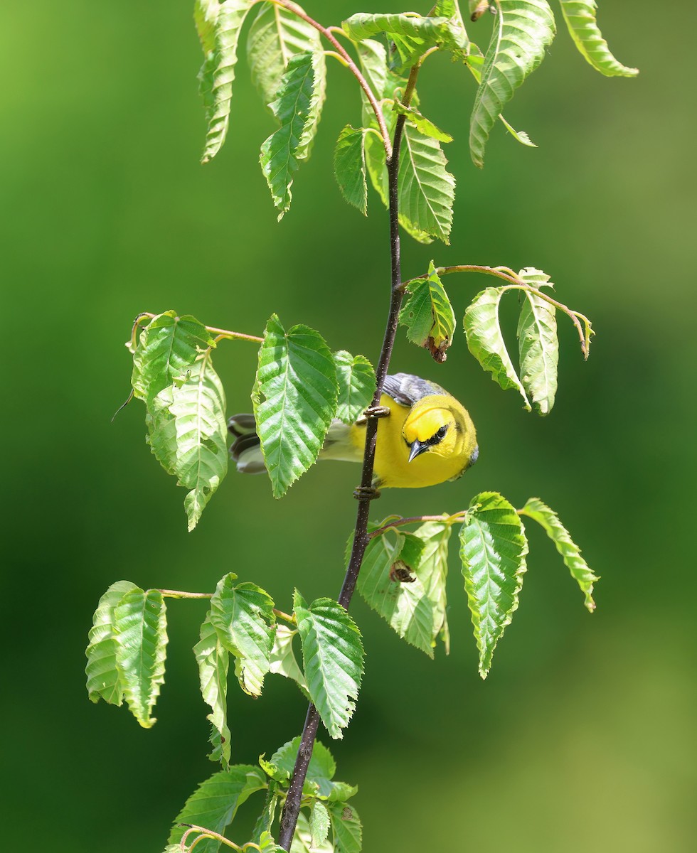 Blue-winged Warbler - ML620268499