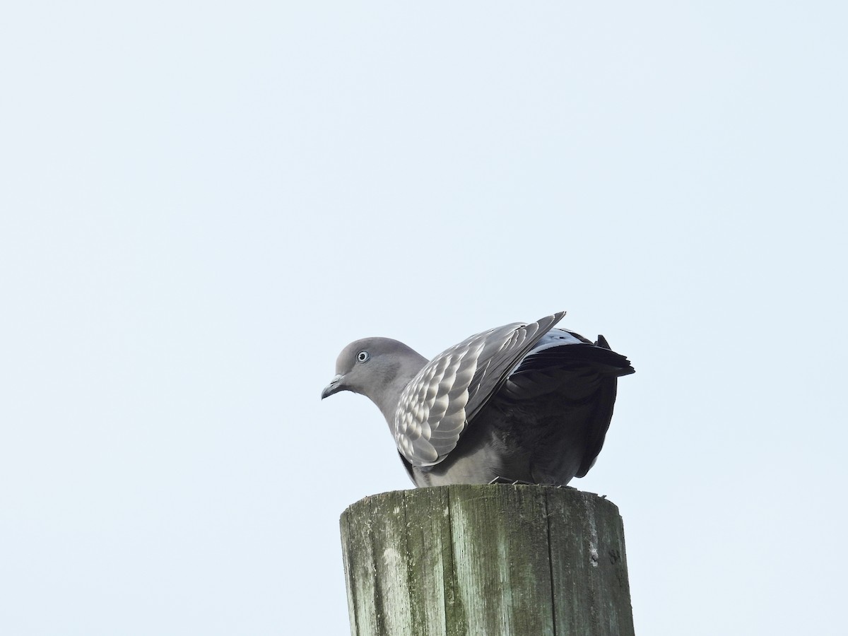 Spot-winged Pigeon - ML620268505