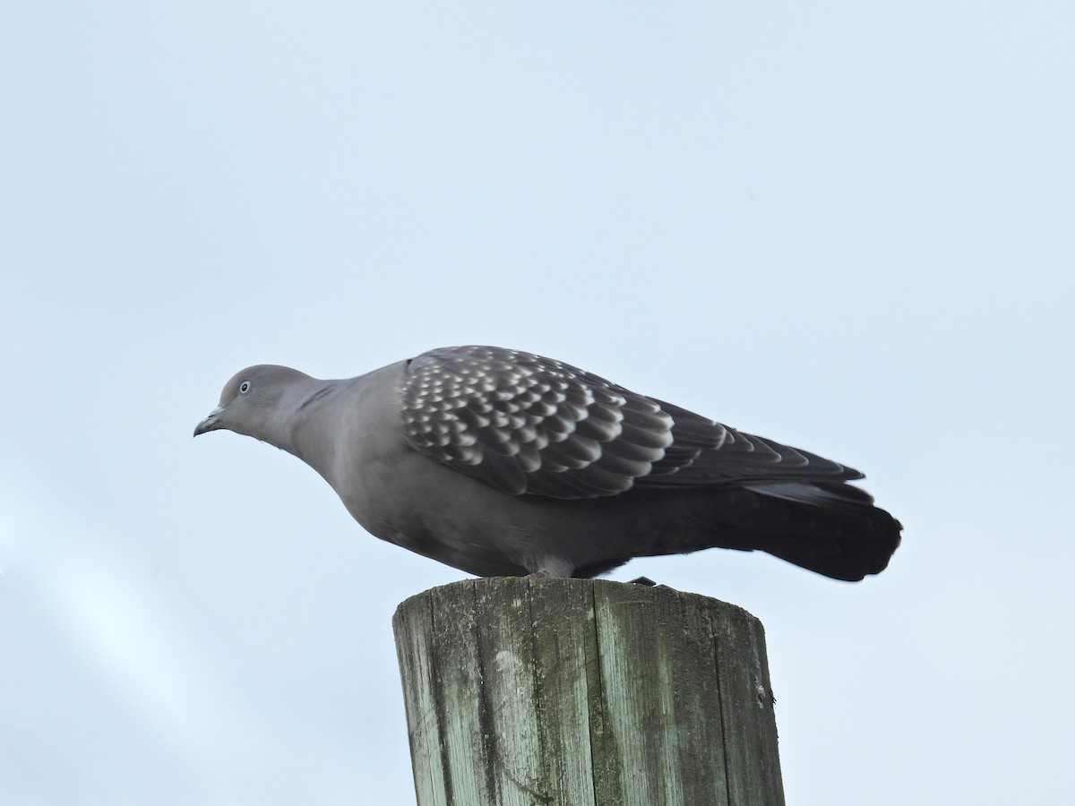 Spot-winged Pigeon - ML620268506