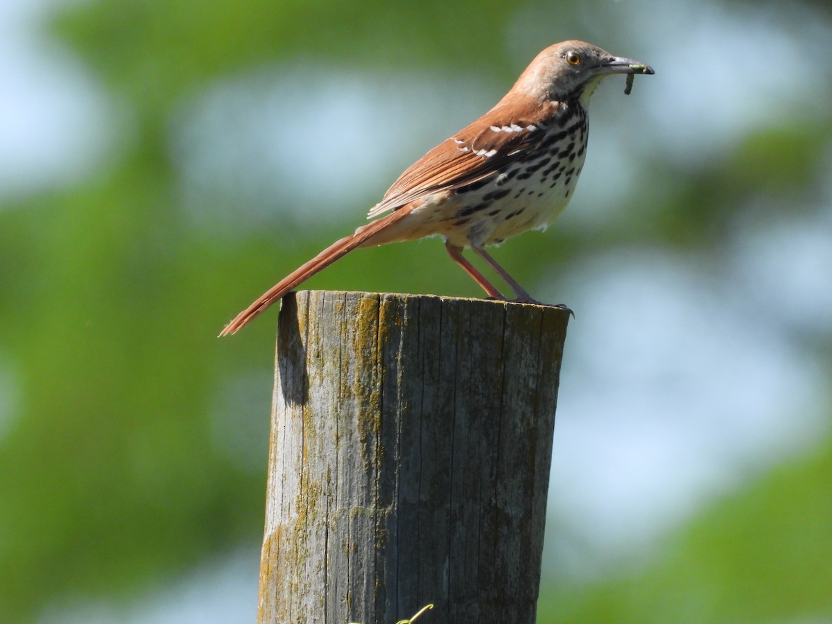 Brown Thrasher - ML620268515