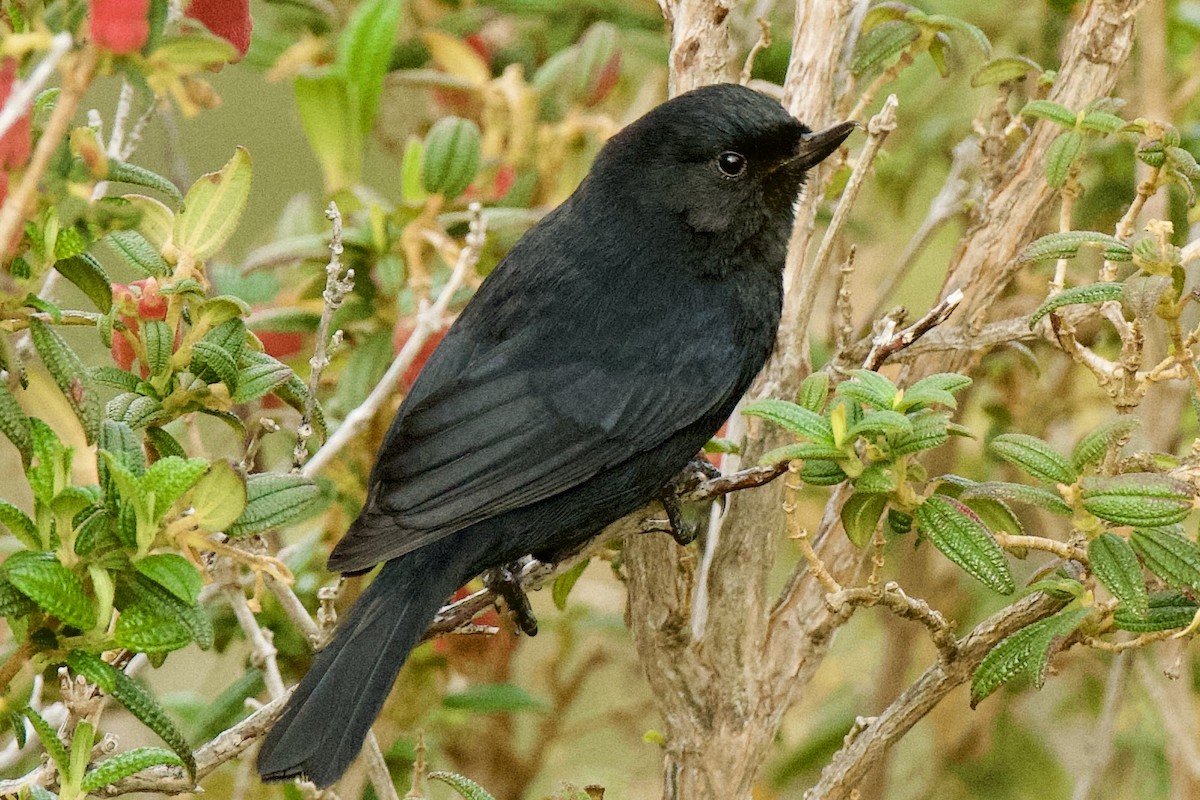 Black Flowerpiercer - ML620268517