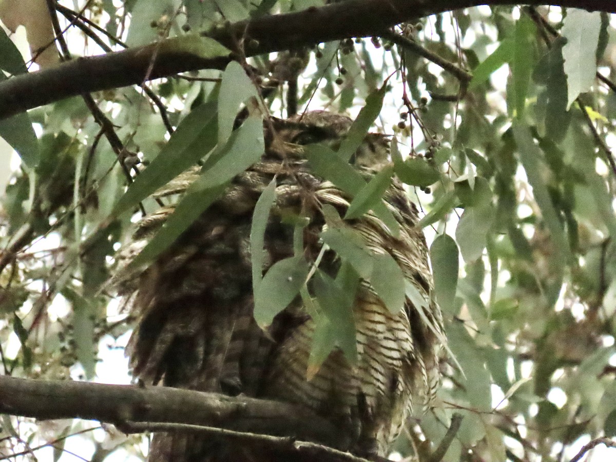 Great Horned Owl - ML620268523