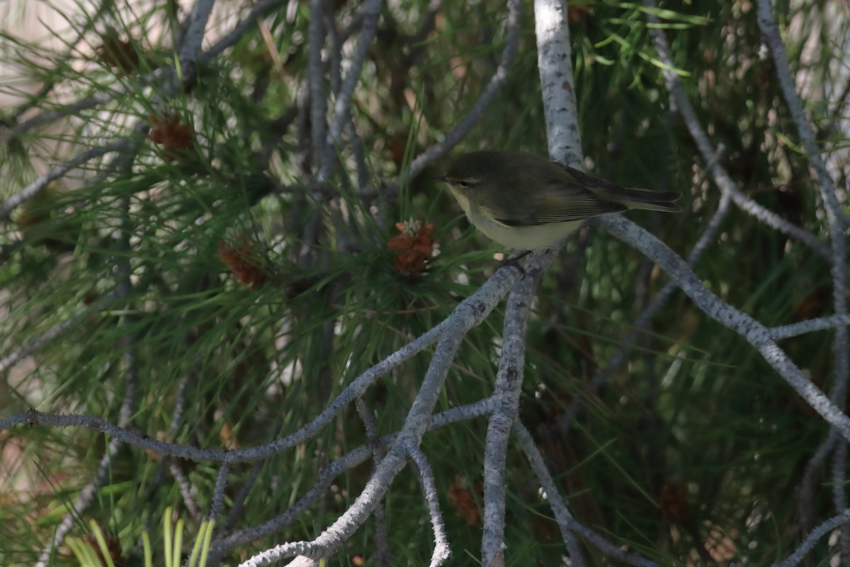 Common Chiffchaff - ML620268528