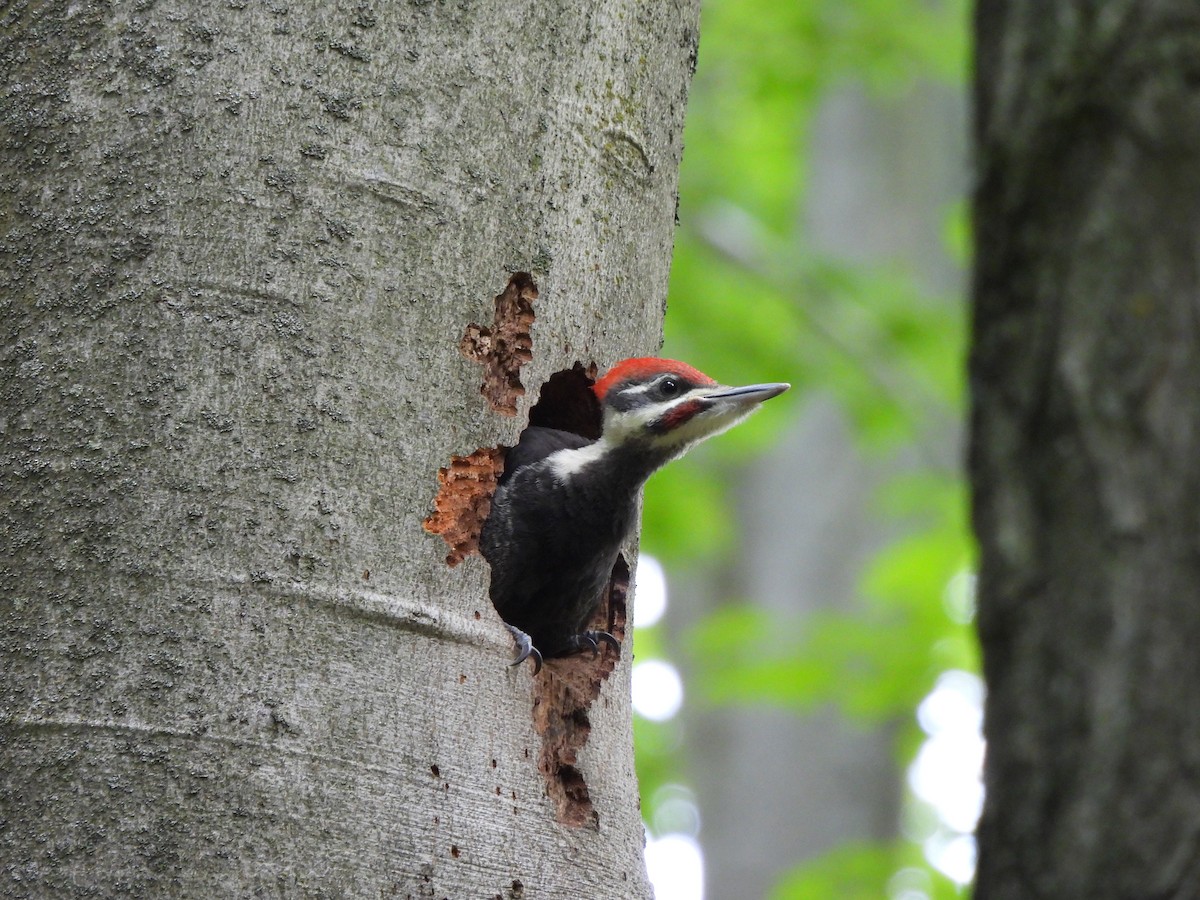 Pileated Woodpecker - ML620268536