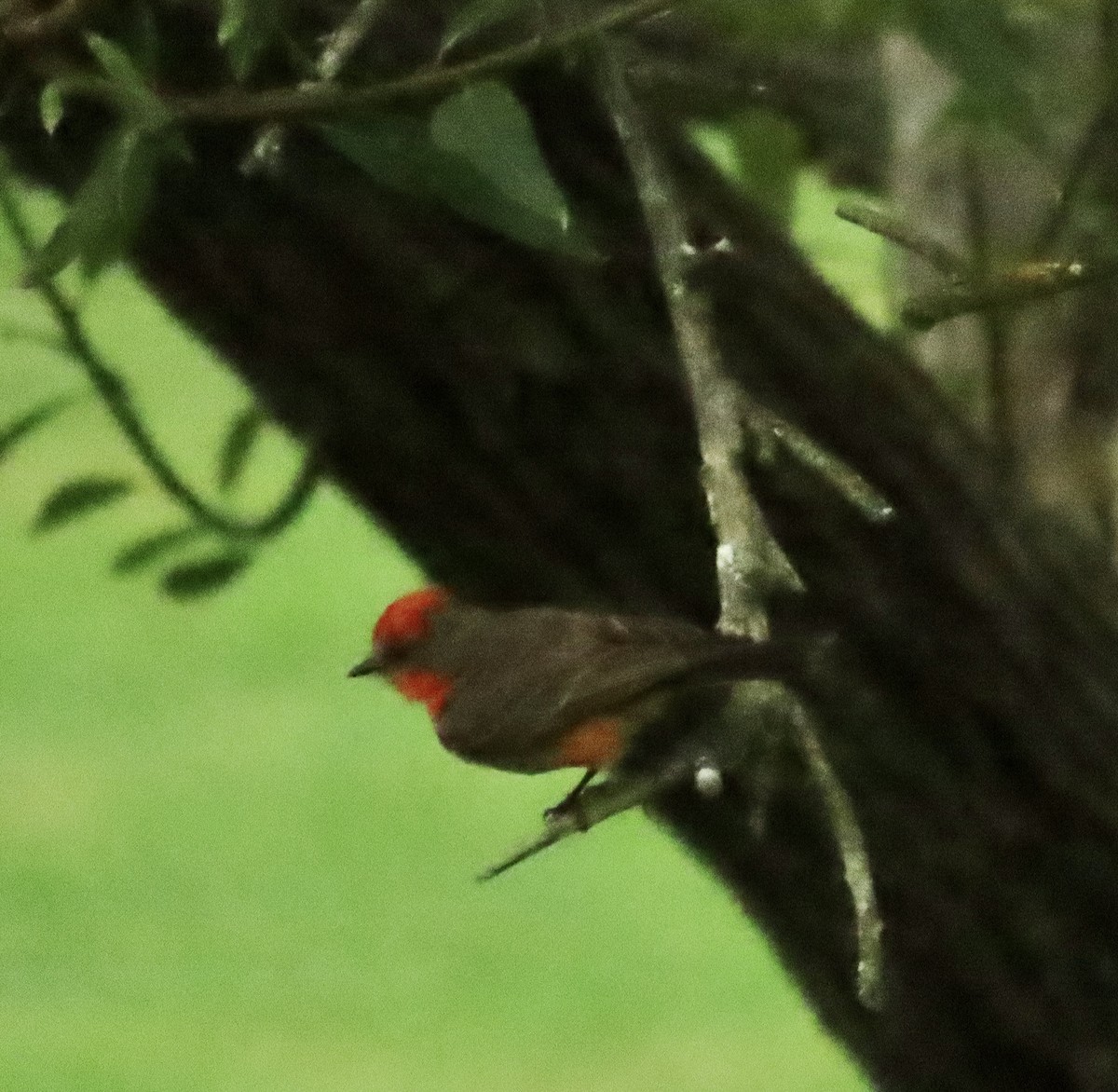 Vermilion Flycatcher - ML620268540