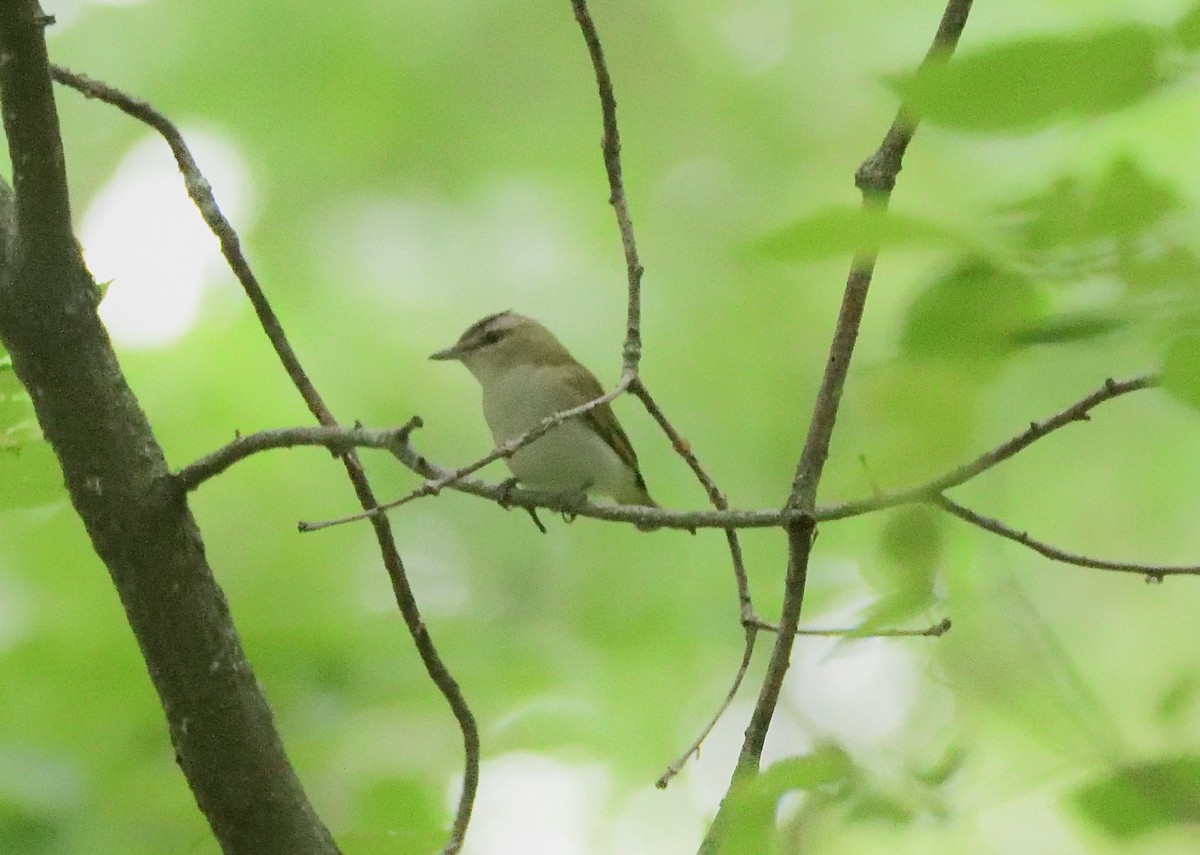 Red-eyed Vireo - ML620268552