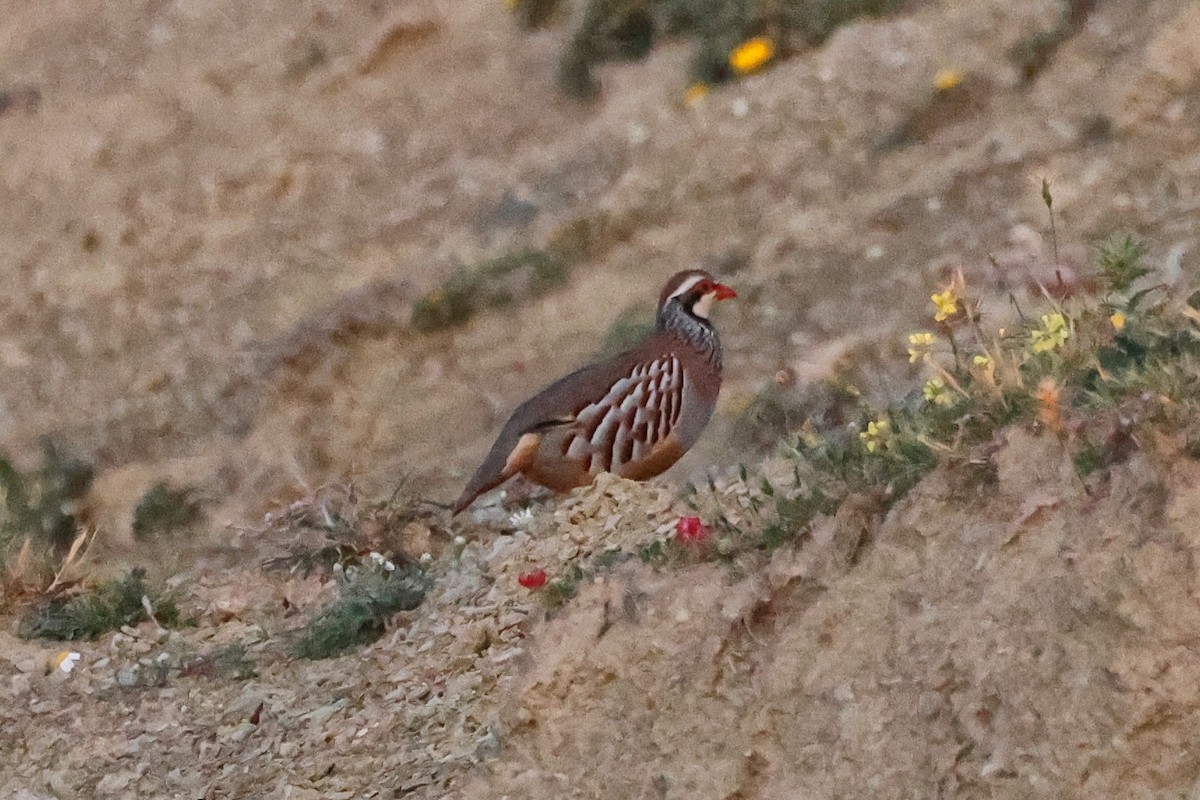 Red-legged Partridge - ML620268554