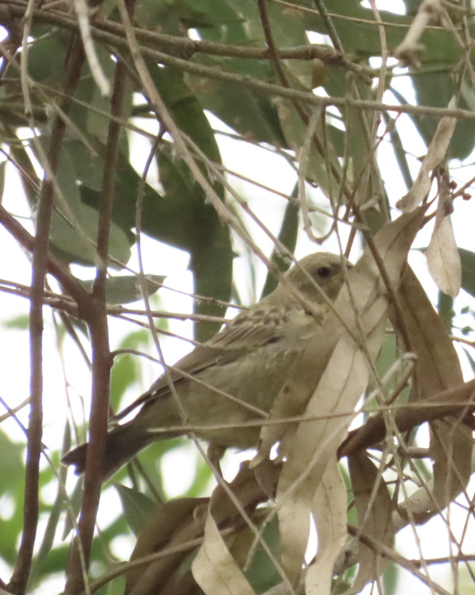 Brown-headed Cowbird - ML620268558