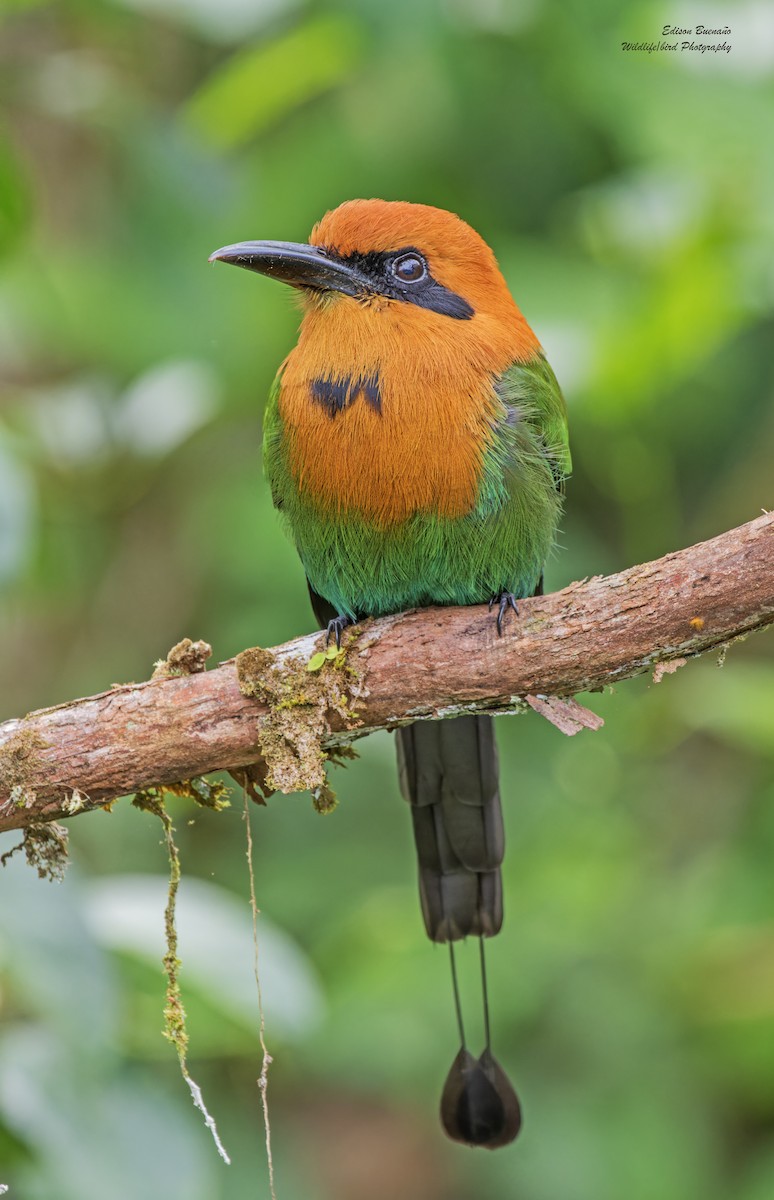 Broad-billed Motmot - ML620268571