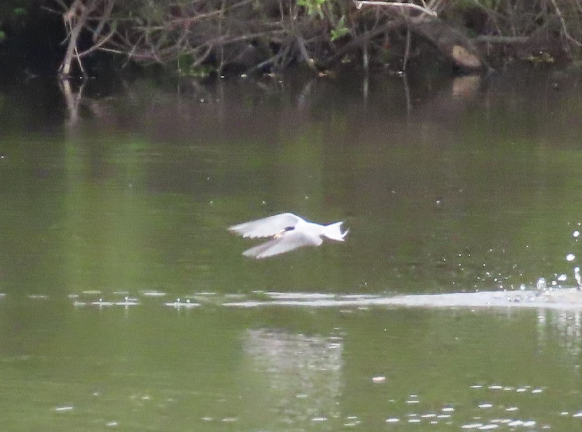 Least Tern - ML620268575