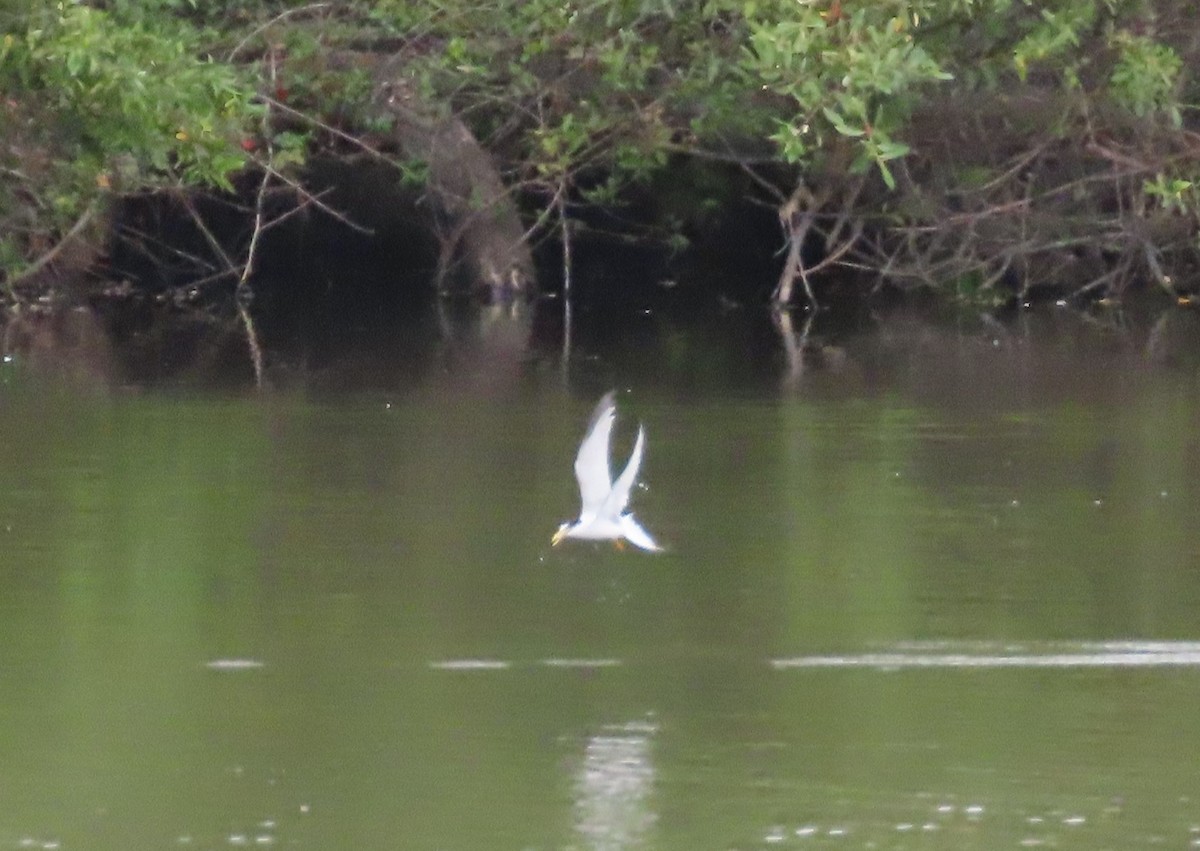 Least Tern - ML620268576