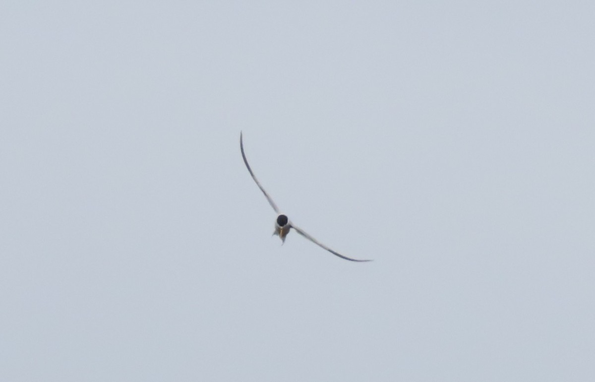 Least Tern - ML620268577