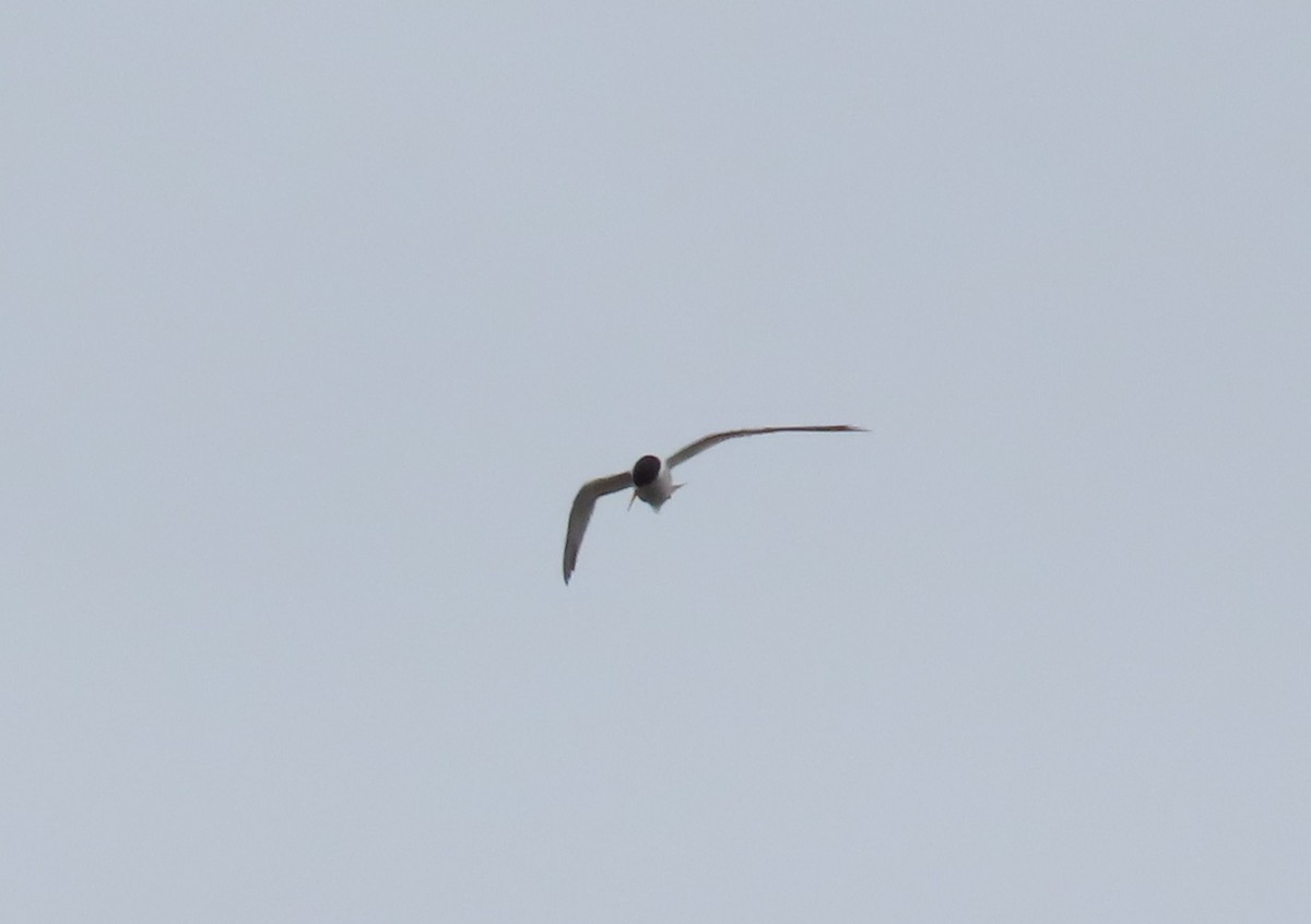 Least Tern - ML620268579