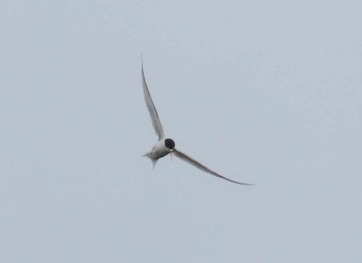 Least Tern - ML620268581