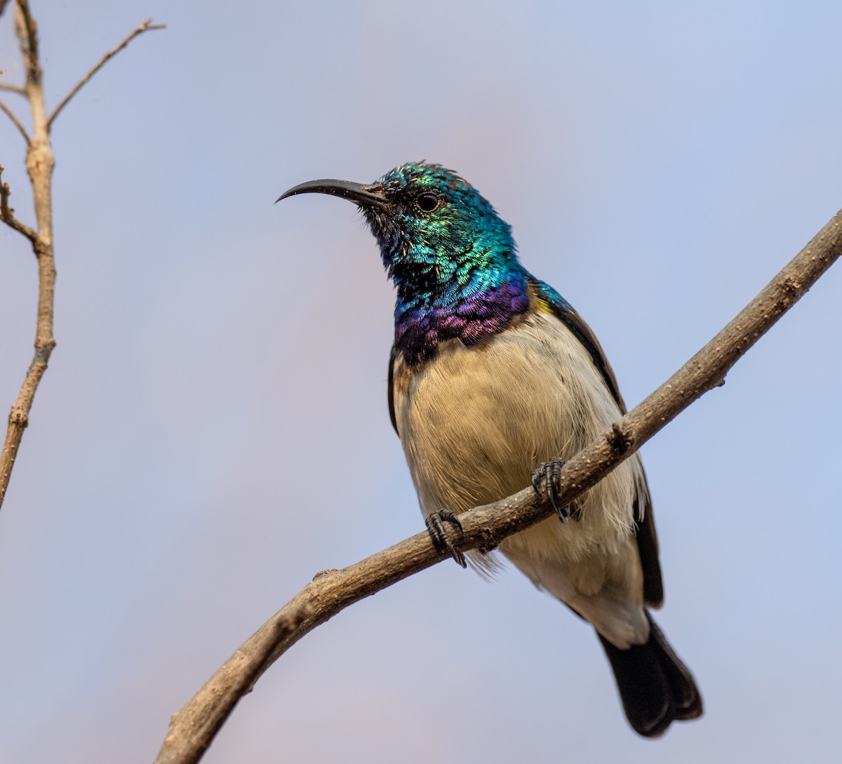 White-breasted Sunbird - ML620268585