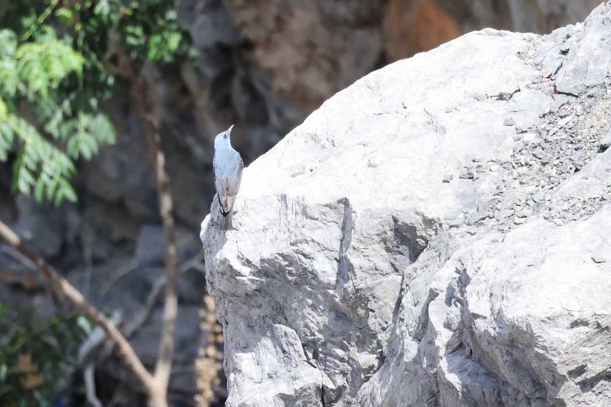 Blue Rock-Thrush - ML620268586