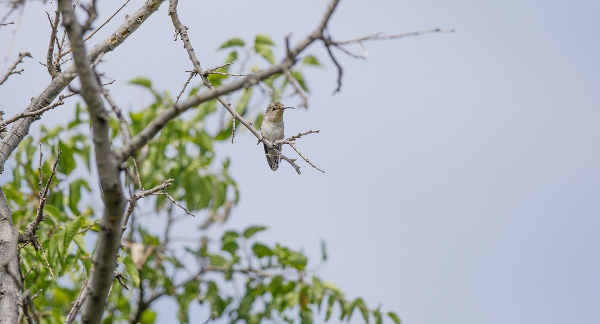 Costa's Hummingbird - ML620268593