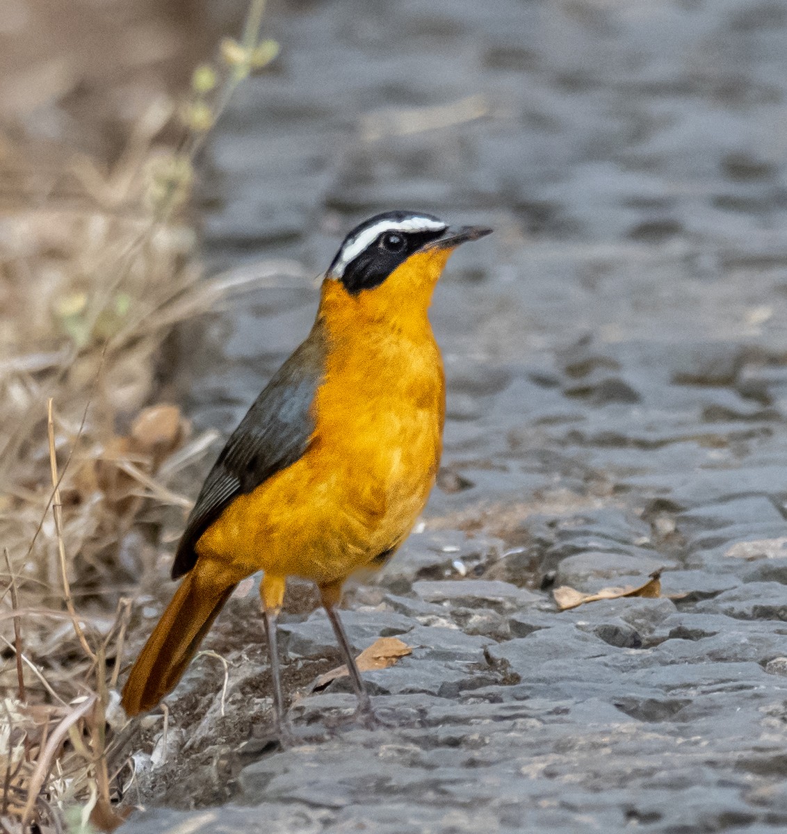 White-browed Robin-Chat - ML620268607