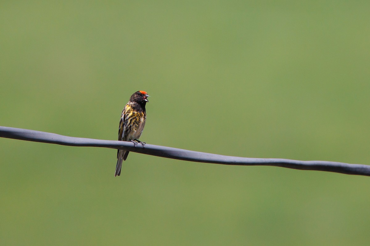 Fire-fronted Serin - ML620268611