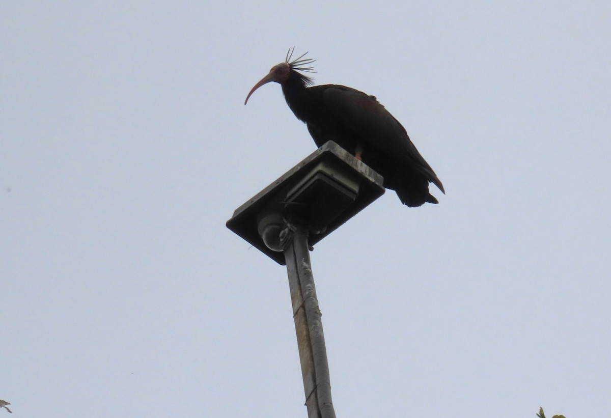 Northern Bald Ibis - ML620268614