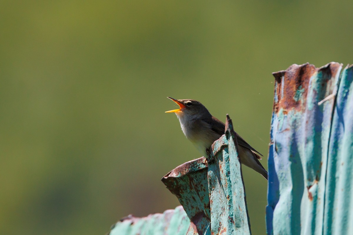 Marsh Warbler - ML620268618