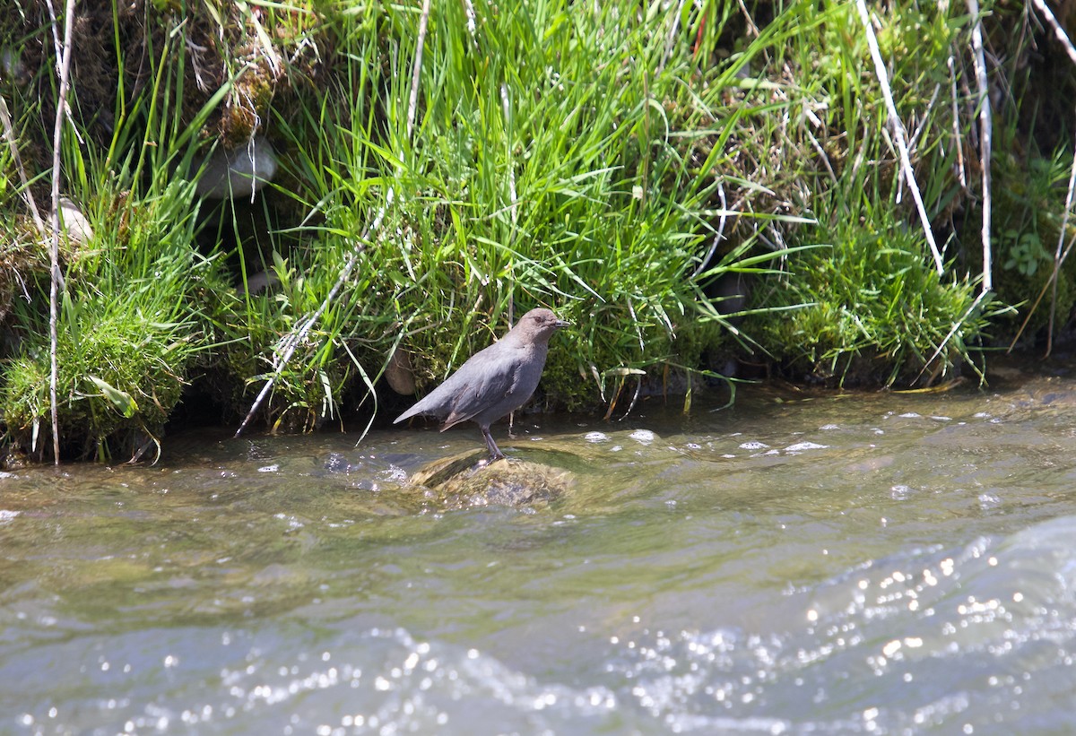 American Dipper - ML620268620