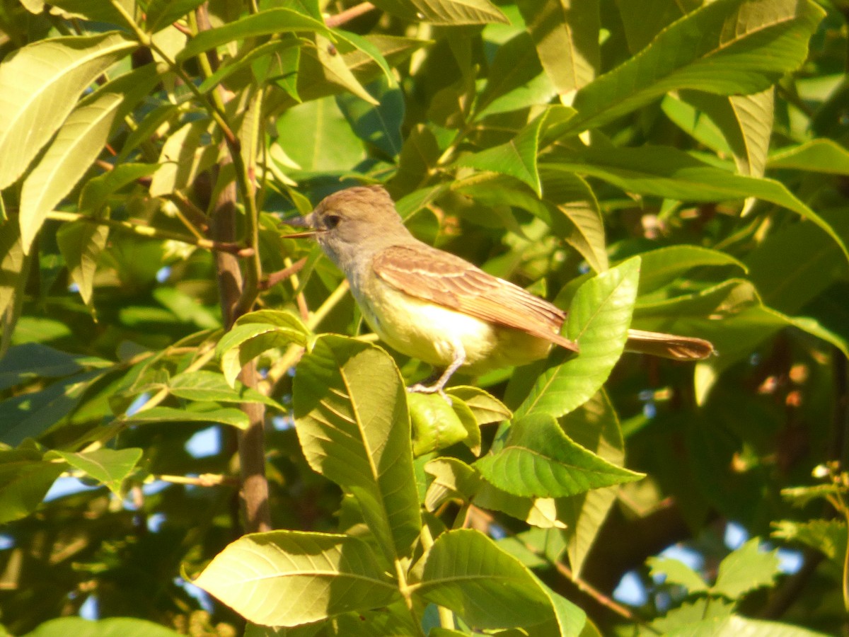 Great Crested Flycatcher - ML620268623