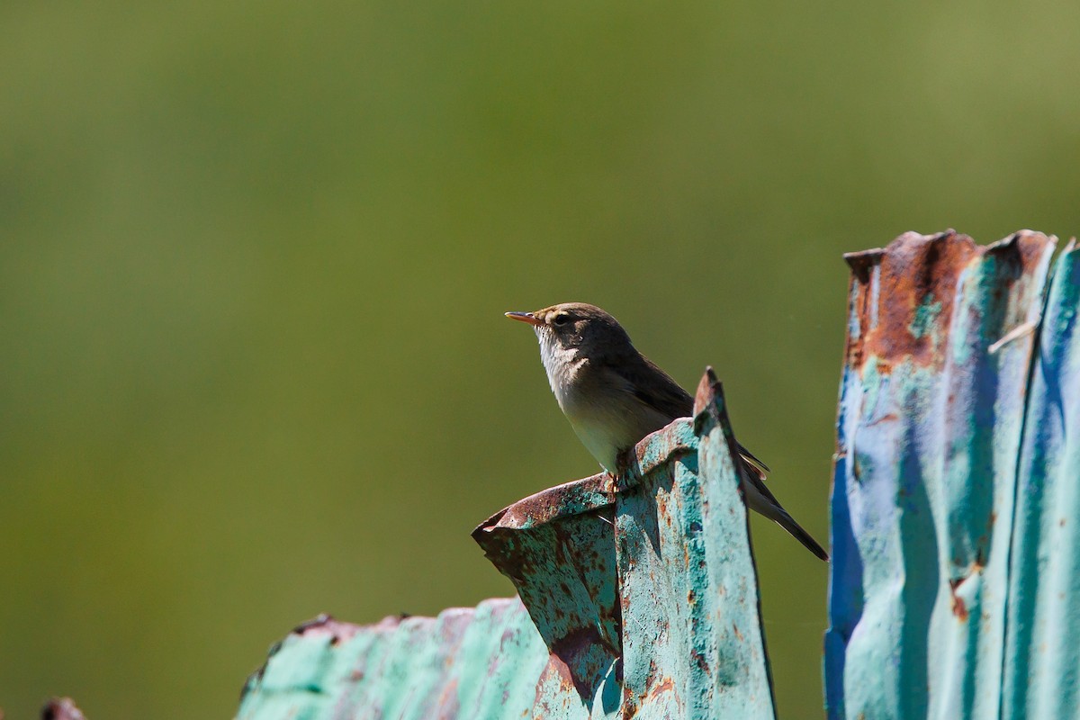 Marsh Warbler - ML620268624