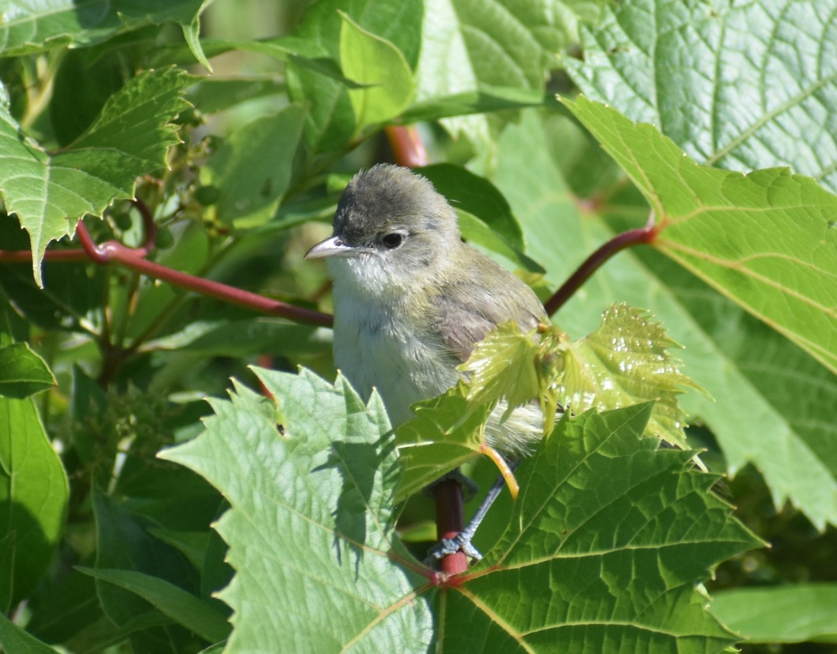 Bell's Vireo - ML620268628