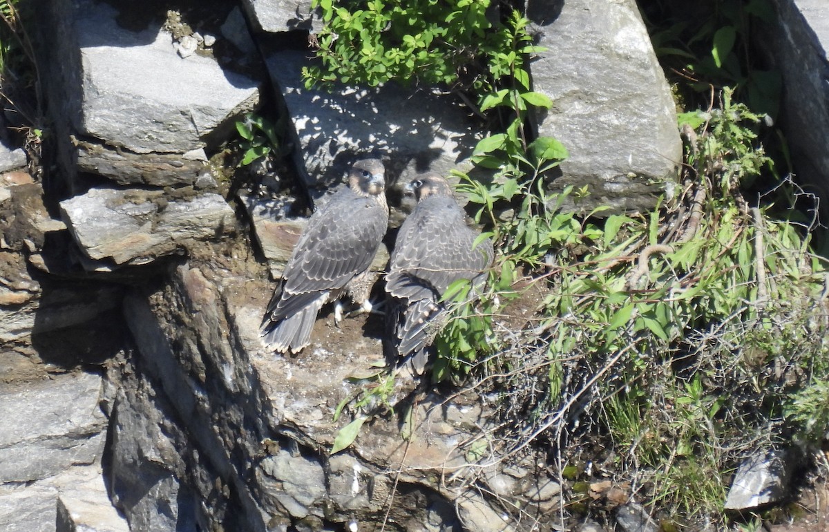 Peregrine Falcon - ML620268629