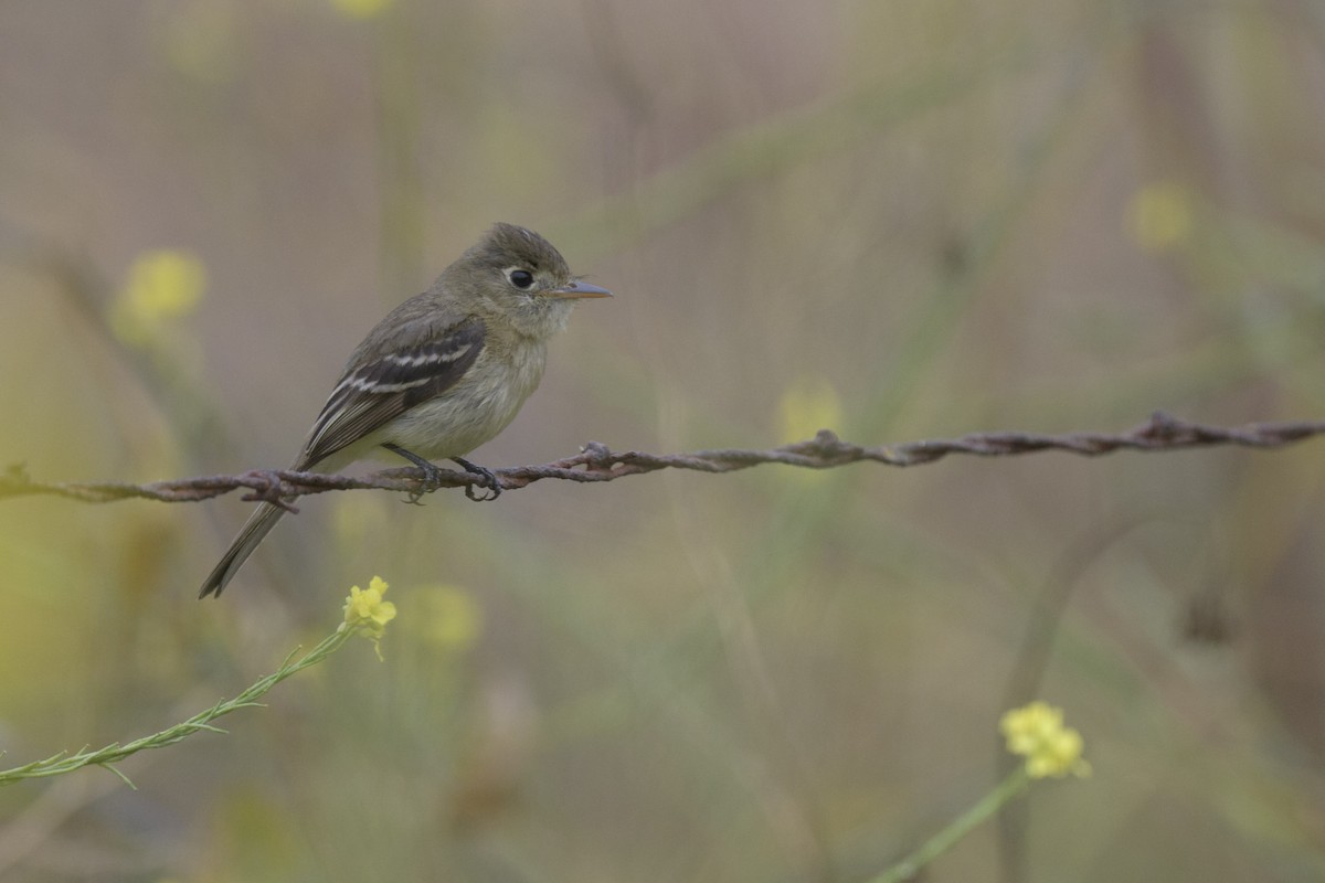 Western Flycatcher - ML620268630