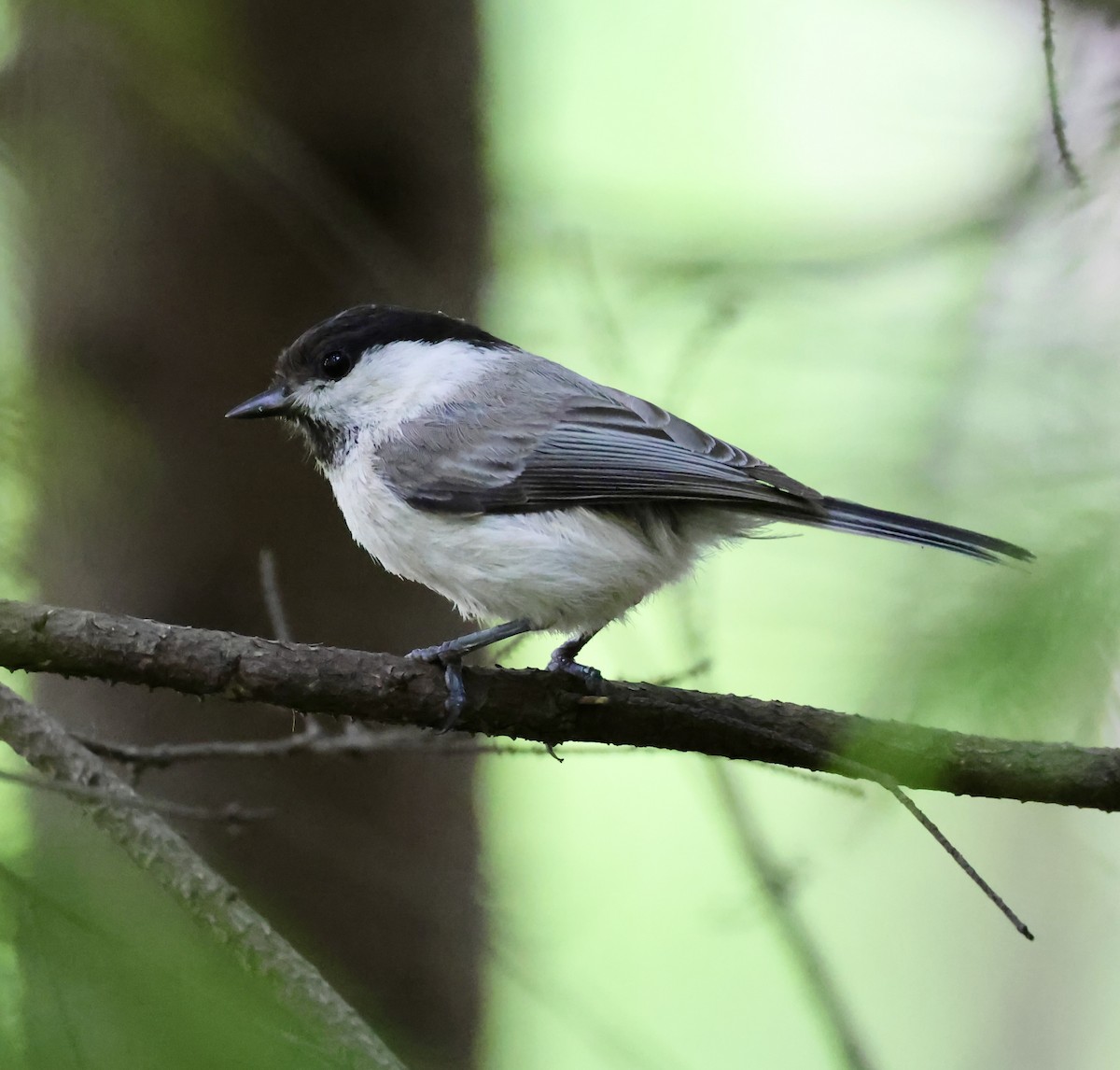 Willow Tit - ML620268631