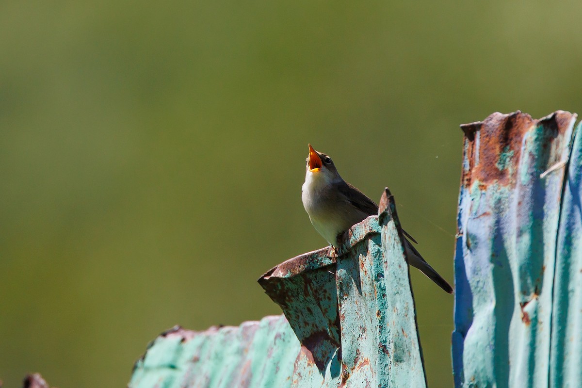 Marsh Warbler - ML620268634