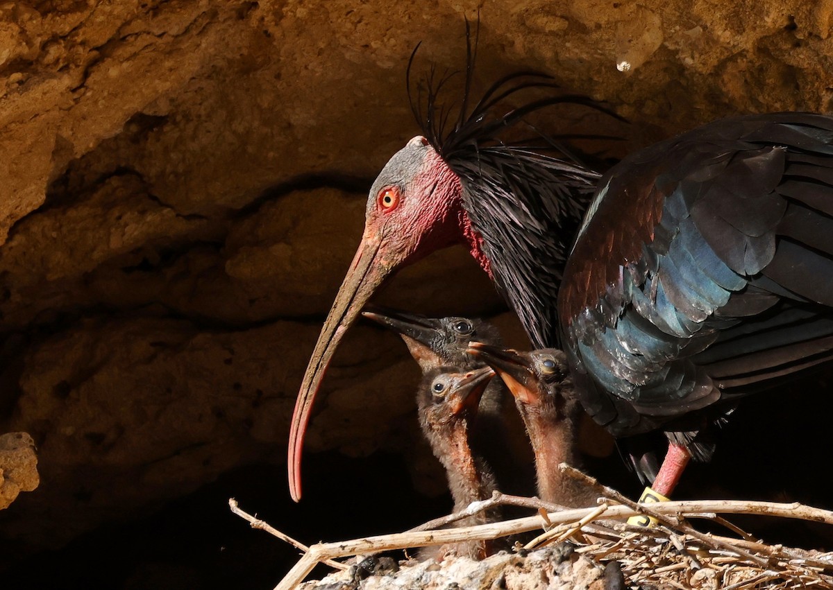 ibis skalní - ML620268635